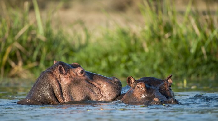 Visit the Kazinga Channel on a game drive in Queen Elizabeth National Park in June to see hippos