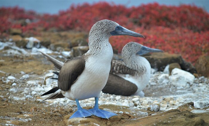 See blue-footed boobies on your adventure in and around Isla Santa Cruz