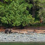 A grizzly bear feeding on the shore of British Columbia's Johnstone Strait