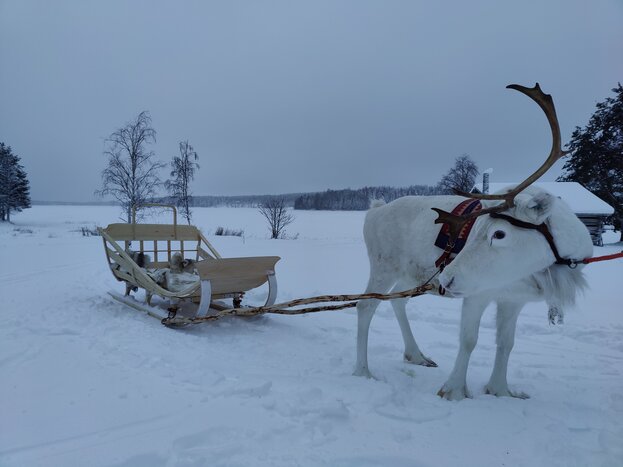 Reindeer Herder Day Experience