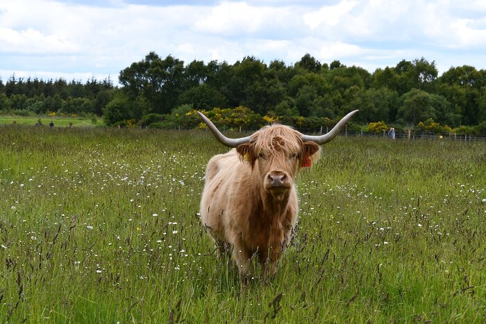 Hairy Coo Safari 