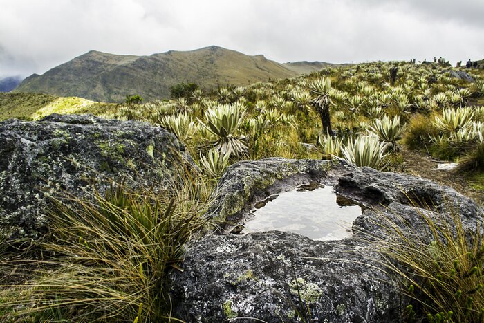 See the wind-swept páramo  landscapes of Chingaza National Park
