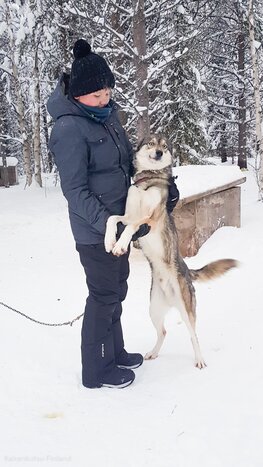 Short Husky Safari and Farm Visit