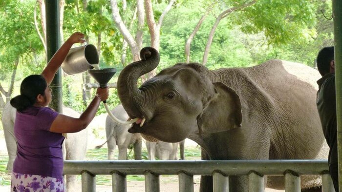 Visit to Elephant transit home in Udawalawa