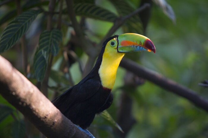 Enjoy time bird-watching in Minca and observe the keel-billed toucan