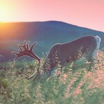 A Reindeer in Lapland in the summer