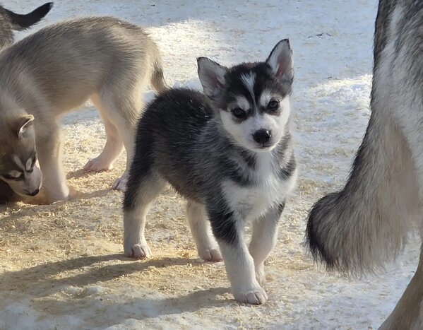 Husky Farm Visit and Wagon Ride