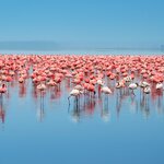 Visit Lake Nakuru to see the flocks of flamingoes 