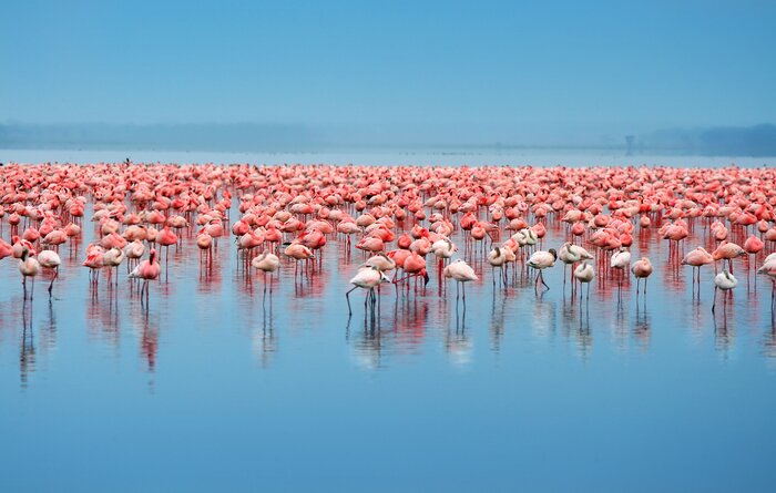 Visit Lake Nakuru to see the flocks of flamingoes