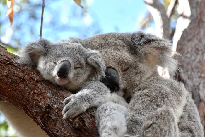Meet (and cuddle) the residents of the Kuranda Koala Gardens