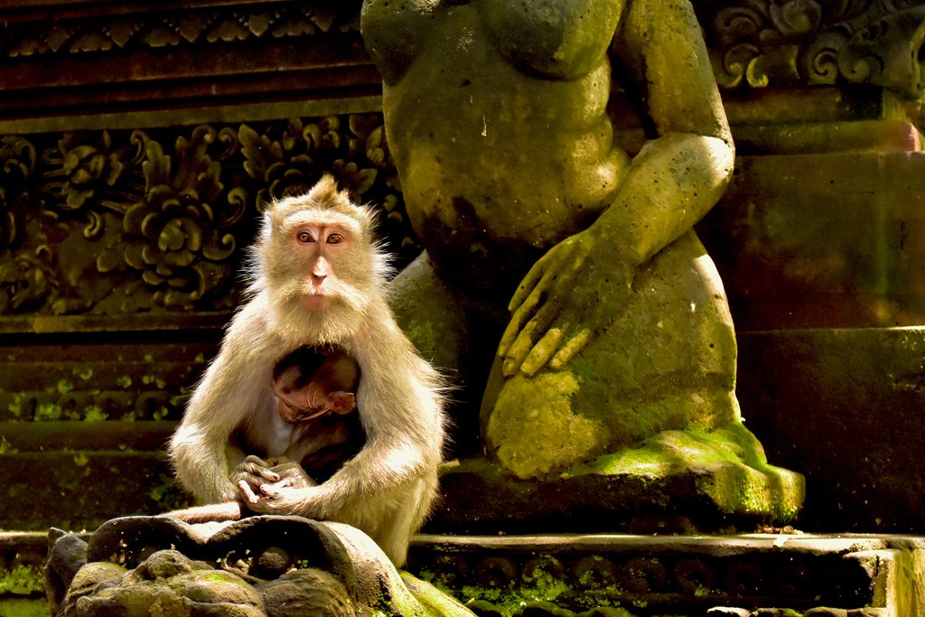 Take an optional visit to the Sacred Monkey Forest this afternoon