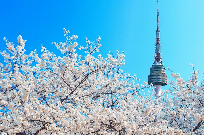 Seoul City Tour with Cherry Blossom Spots: Yeouido Park and Namsan
