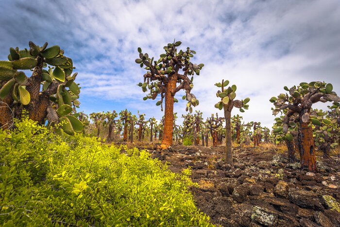 Hike through prickly pear forests to reach Tortuga Bay