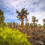 Hike through prickly pear forests to reach Tortuga Bay