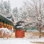 Explore South Korea's Woljeongsa Temple and its surrounding fir tree forest in Odaesan