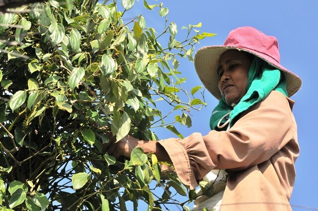 {{start_location}} to {{end_location}} with La Plantation pepper farm visit