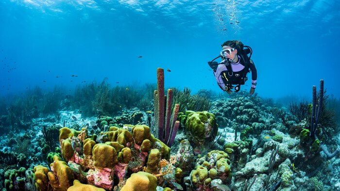 2 Fun Dives for Certified Divers