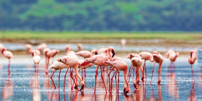 Sunrise Boat Cruise on Lake Nakuru