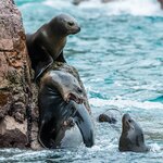 Sea lions fighting for space on Peru's Ballestas Islands