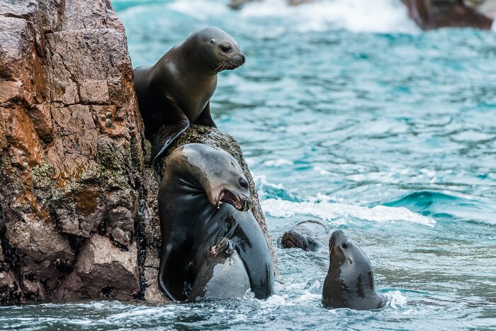 Sea lions fighting for space on Peru's Ballestas Islands