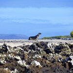 Sea lion walking on Las Tintoreras, Galapagos 