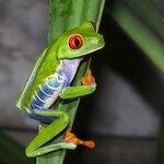 The red-eyed tree frog is one of the creatures you might spot on a nocturnal exploration of Tortuguero National Park