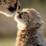 See big cats and their cubs