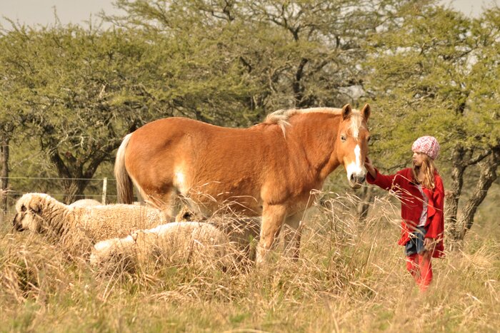 Spend a day making friends with the horses and sheep of a traditional estancia