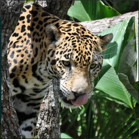 Cockscomb Jaguar Preserve Hike Tour