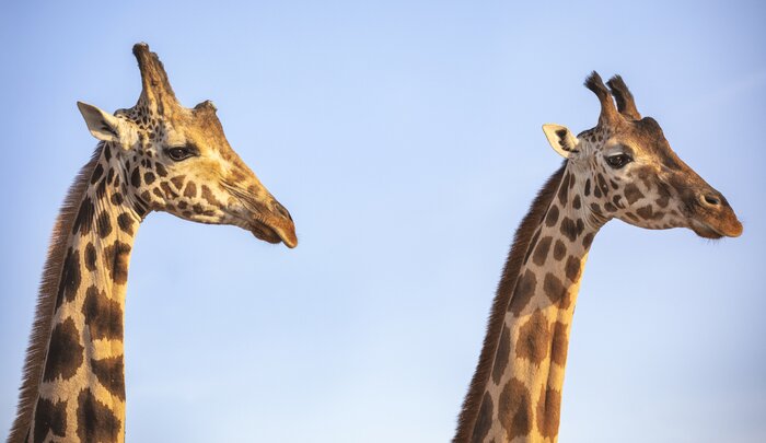 Observe classic savanna wildlife like giraffes on a five-day Tanzania safari