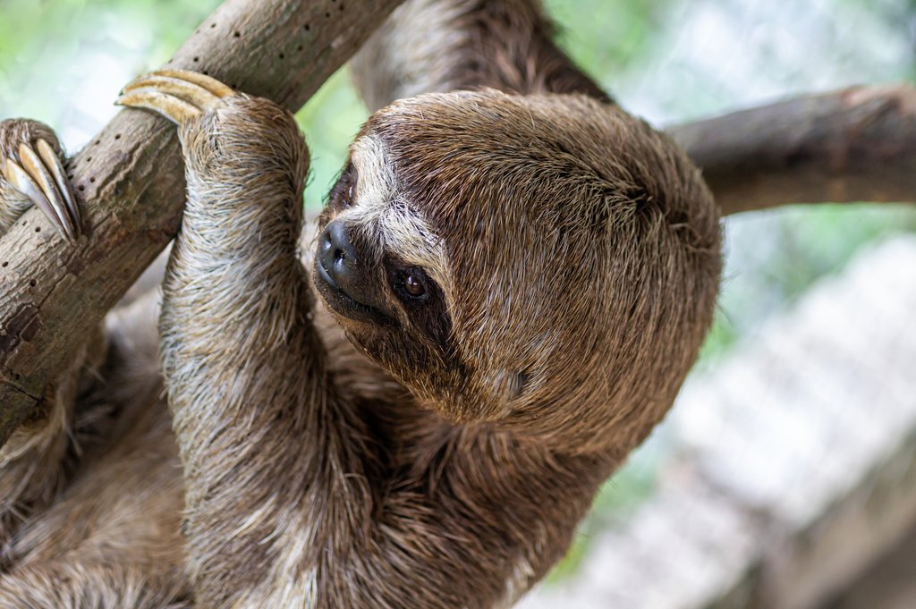 Sloth in Costa Rica