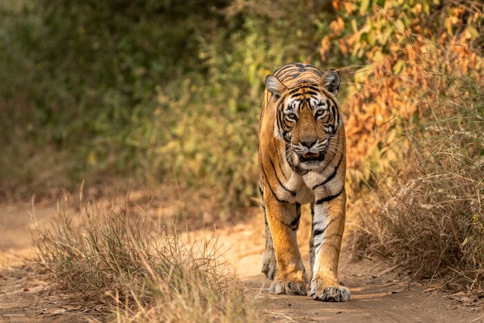 Tiger at Ranthambore National Park
