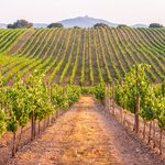 Explore vineyards and olive oil estates on this journey through Iberian culture and cuisine