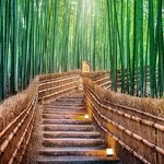 Walk amid giant bamboo trees in Kyoto's enchanting Arashiyama Bamboo Forest