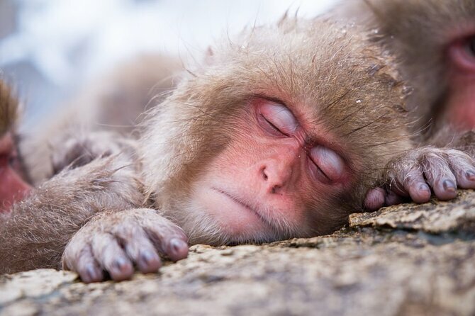 Snow Monkeys, Zenko-ji Temple in Nagano