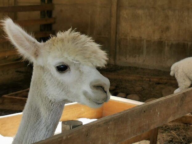 Visit to Quintessence Alpaca Farm