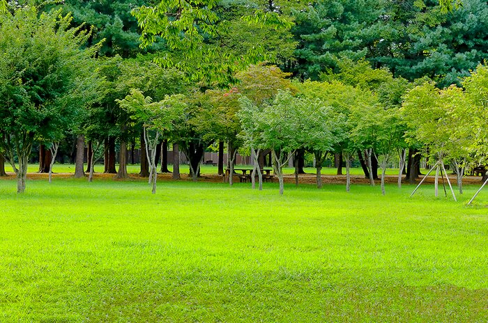 Explore Nature on the Way to Sokcho: Garden of Morning Calm, Nami Island, Gangchon Rail Park