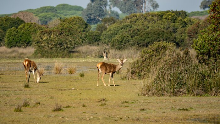 Full Day Excursion to Doñana National Park & Visit the Village of El Rocio