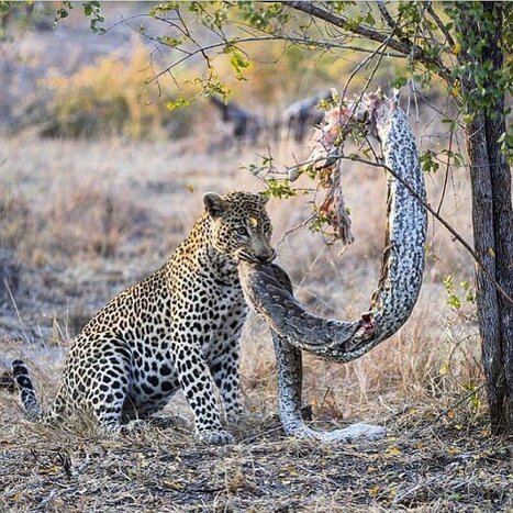 Wilpattu National Park Wildlife Safari