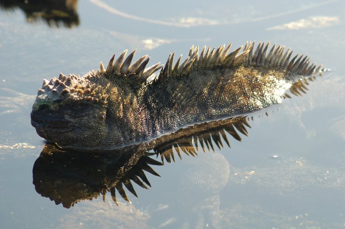 Santiago Island: Egas Port