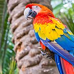 Scarlet macaw