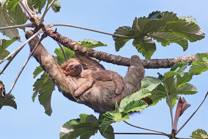 Active Family Getaway to Costa Rica: Monteverde, Manuel Antonio & Drake Bay - 11 Days