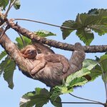 Meet rescued and rehabilitated sloths at a Monteverde sanctuary