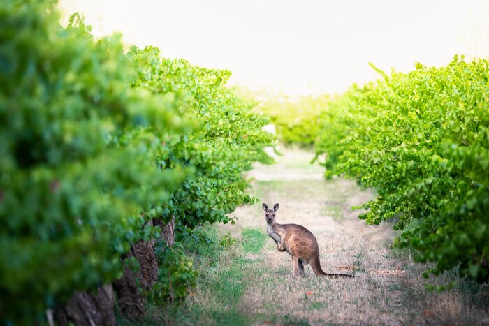 Sample Australian wines as you explore McLaren Vale and keep an eye for kangaroos amid the vines