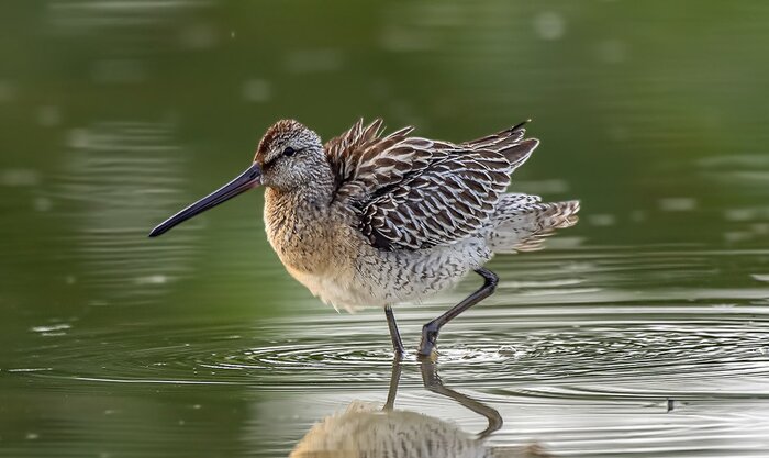Bird Watching Tour neaby Bangkok