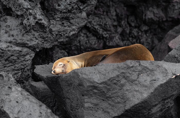 Spot diverse wildlife, like playful (and napping) sea lions on your rugged Galápagos adventure