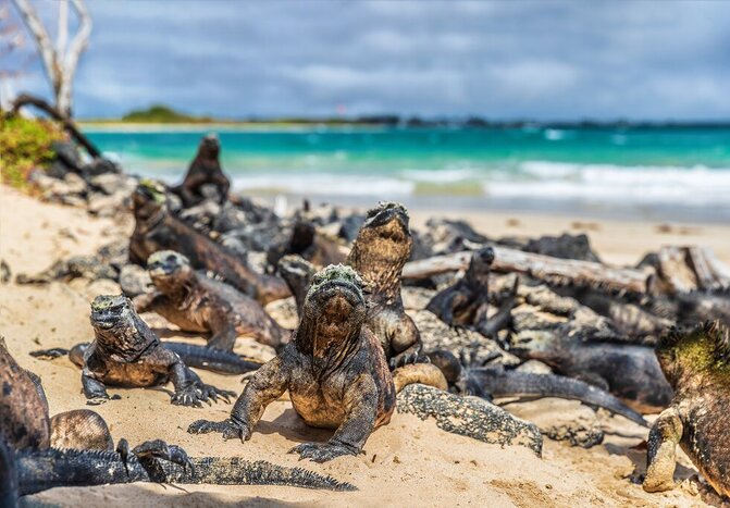Male marine iguanas turn on the charm in January to attract mates on Isla Isabela