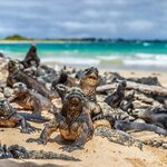 Male marine iguanas turn on the charm in January to attract mates on Isla Isabela