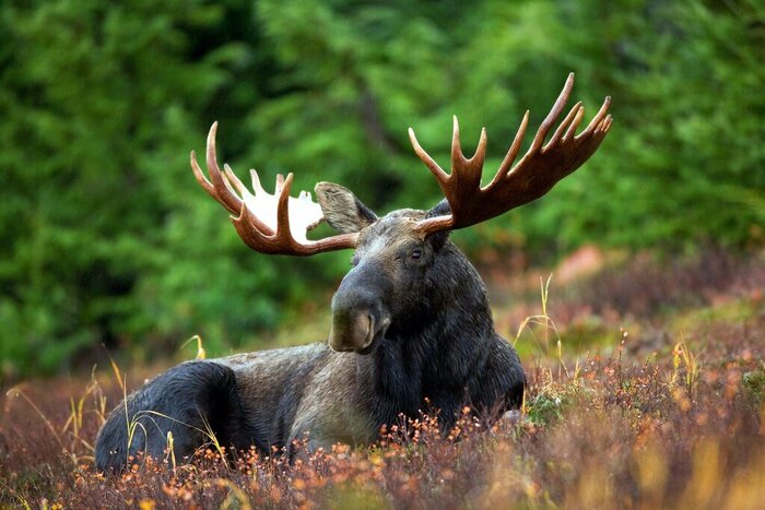 Spend time with the "kings of the forest" at Dalslands Moose Ranch