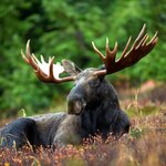 Spend time with the "kings of the forest" at Dalslands Moose Ranch